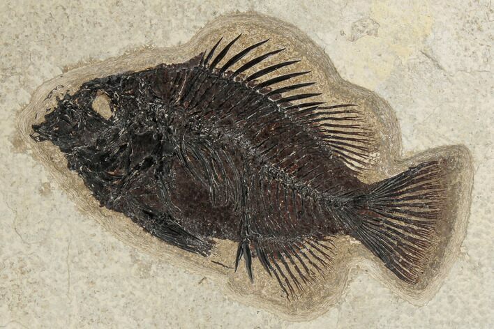 Fossil Fish (Cockerellites) - Green River Formation #189294